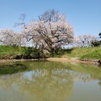 浅井の一本桜 Arvore 浅井の一本桜 Arvore