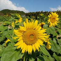 山田ひまわり園 35 Ziyaretcidan 1 Tavsiye 山田ひまわり園 35 Ziyaretcidan 1 Tavsiye