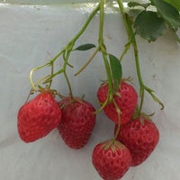 梶原フルーツ 2個のtips