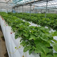 梶原フルーツ 2個のtips