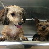 Photos At Four Paws Pantry Spa Pet Service In Olathe