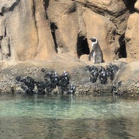 Photo taken at Pritzker Penguin Cove by Laura A. on 3/31/2018