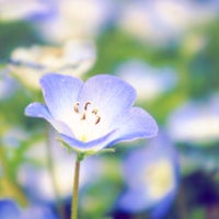 アンディ ウィリアムスボタニックガーデン Garden