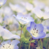 アンディ ウィリアムスボタニックガーデン Garden