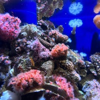 Das Foto wurde bei Aquarium of the Pacific von Luminoid L. am 10/15/2022 aufgenommen