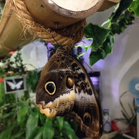 8/13/2015에 Roman B.님이 Музей живых бабочек «Тропический рай»에서 찍은 사진