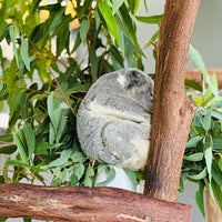 รูปภาพถ่ายที่ Kuranda Koala Gardens โดย イスムさん เมื่อ 9/7/2023