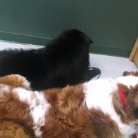 vca green animal hospital