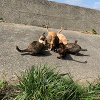 猫スポット 西海市 長崎県