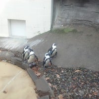 11/23/2012 tarihinde John E.ziyaretçi tarafından Binghamton Zoo at Ross Park'de çekilen fotoğraf