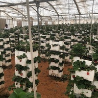 حدائق الفراولة المعلقة بالدرعية 8 نصائح