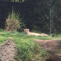 Photo taken at Cheetah Conservation Station by hnygirl2000 on 4/22/2016