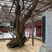 笠間稲荷神社 八重の藤 22 Visitors 笠間稲荷神社 八重の藤 22 Visitors