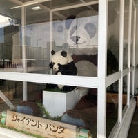 Photo taken at Giant panda by Naomi on 12/13/2020