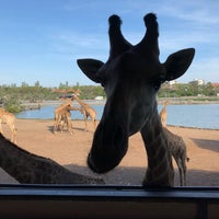 Photo taken at giraffe feeding by Luca S. on 12/20/2018