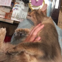猫カフェ 猫音 にゃおん Cafe Para Mascotas En Osaka