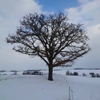 Photo taken at Seven Stars Tree by hama on 2/13/2024