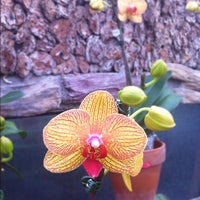Das Foto wurde bei Orchid Fever Inc von Nicole I. am 11/5/2012 aufgenommen