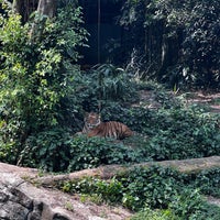 Foto scattata a Singapore Zoo da abbie lim il 7/29/2023