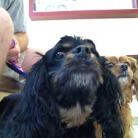 Vca Asher Animal Hospital Hilltop 6 Tips From 38 Visitors