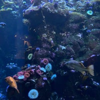 Photo taken at Steinhart Aquarium by Hard R. on 8/6/2021