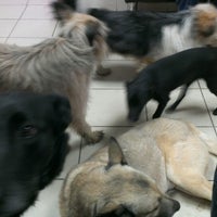 хвостики белгород