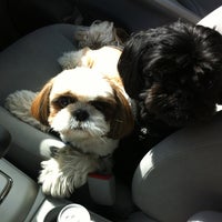 A cut above dog grooming 2025