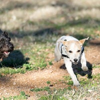3/3/2013 tarihinde AustinPixelsziyaretçi tarafından Dog House Drinkery Dog Park'de çekilen fotoğraf