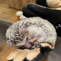 Photo taken at Harry Hedgehog Cafe by Melody L. on 4/23/2023