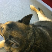 vca black mountain animal hospital