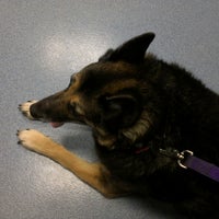 vca black mountain animal hospital