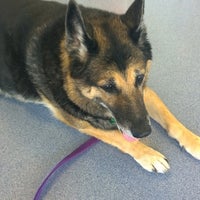 vca black mountain animal hospital