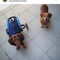 Photo taken at Dog Hostel Tia Pah by Paloma N. on 12/21/2018