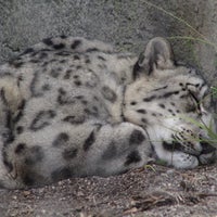 Photo taken at Snow Leopard by Alice X. on 8/14/2023