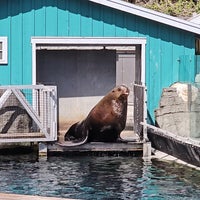 4/14/2024 tarihinde Betty R.ziyaretçi tarafından Vancouver Aquarium'de çekilen fotoğraf