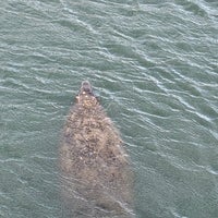 12/12/2023にsteve o.がManatee Viewing Centerで撮った写真