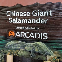 Photo taken at Chinese Giant Salamander by Derek W. on 3/9/2019