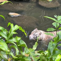 Photo taken at Singapore Zoo by Peter A. on 1/15/2023