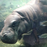 Photo taken at Hippopotamus Enclosure by Henry W. on 12/9/2012