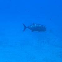 1/1/2020にiGorがAtlantis Submarines Waikikiで撮った写真