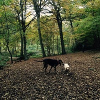 Photo taken at Thorndon Country Park by Mike B. on 10/24/2015