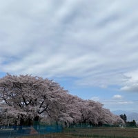 眞原の桜並木 Trail 眞原の桜並木 Trail