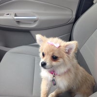 Petsmart Pet Store In Wyomissing