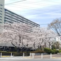 Photo taken at 前谷津川緑道 by まさやん on 3/26/2018