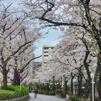 Photo taken at 前谷津川緑道 by まさやん on 4/4/2024