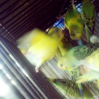 Kedai Burung Bawah Flyover