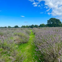 Photo taken at Mayfield Lavender Farm by MIM on 8/17/2023