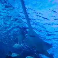 3/17/2024 tarihinde Octavia F.ziyaretçi tarafından Ripley&amp;#39;s Aquarium'de çekilen fotoğraf