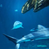 Foto scattata a Shark Reef Aquarium da Octavia F. il 5/14/2023