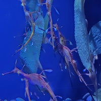 Das Foto wurde bei Ripley&amp;#39;s Aquarium von Octavia F. am 3/17/2024 aufgenommen